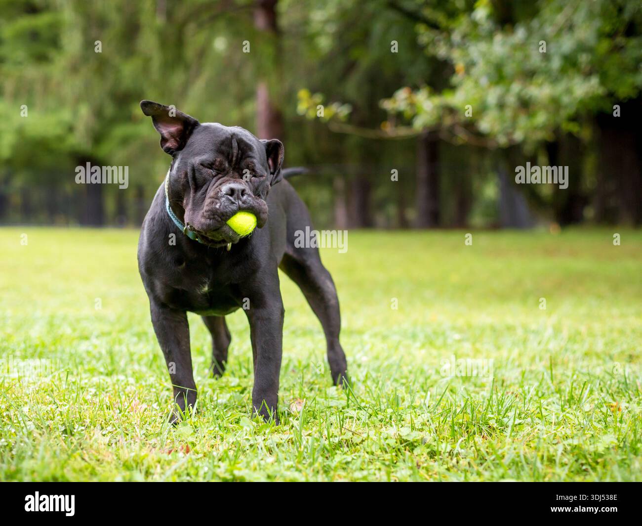 Un cane nero Shar-Pei x Pit Bull Terrier di razza mista che gioca con una palla in bocca Foto Stock