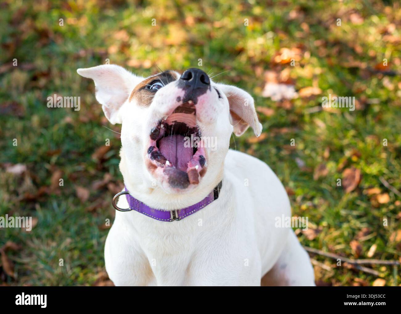 Un cane di razza mista Pit Bull Terrier che apre la bocca per catturare una sorpresa Foto Stock