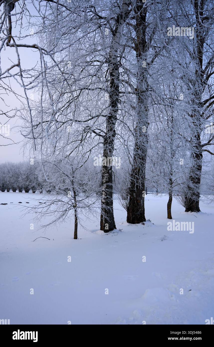 Mattina fredda e croccante. Gli alberi di betulla fiancheggiano la neve bluastra, con cespugli distanti che si innalzano dolcemente in luce diffusa e poco illuminata. Foto Stock