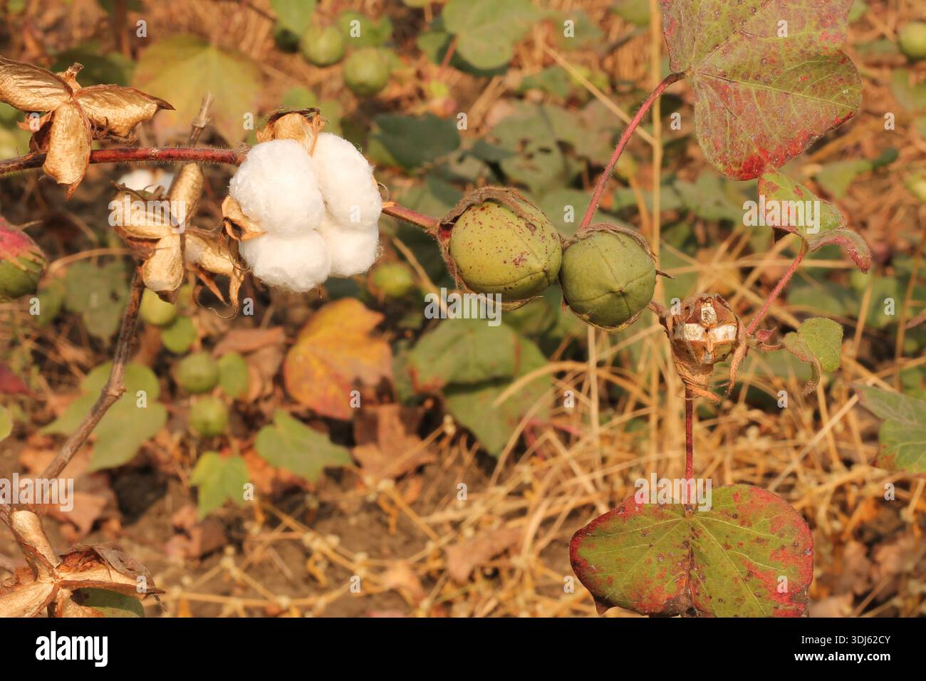Cotton Farm Field con Bolls di cotone bianco maturo pronti per il raccolto, paesaggio agricolo che mostra la coltivazione di colture in fibra naturale nell'India rurale Foto Stock