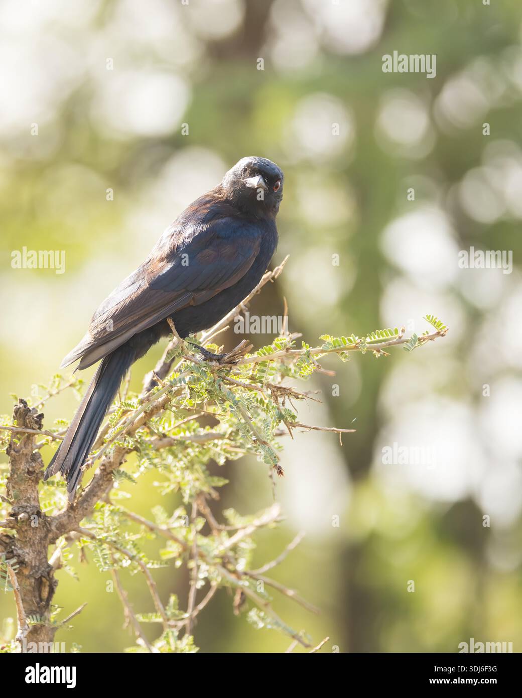 Drongo a coda di forcella (Dicrurus adsimilis), noto anche come drongo comune o drongo africano. Foto Stock