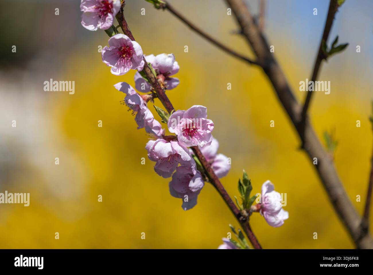 Delicato ramo di pesca in piena fioritura, piccoli fiori rosa, nel giardino primaverile nelle giornate di sole, bellezza della natura Foto Stock
