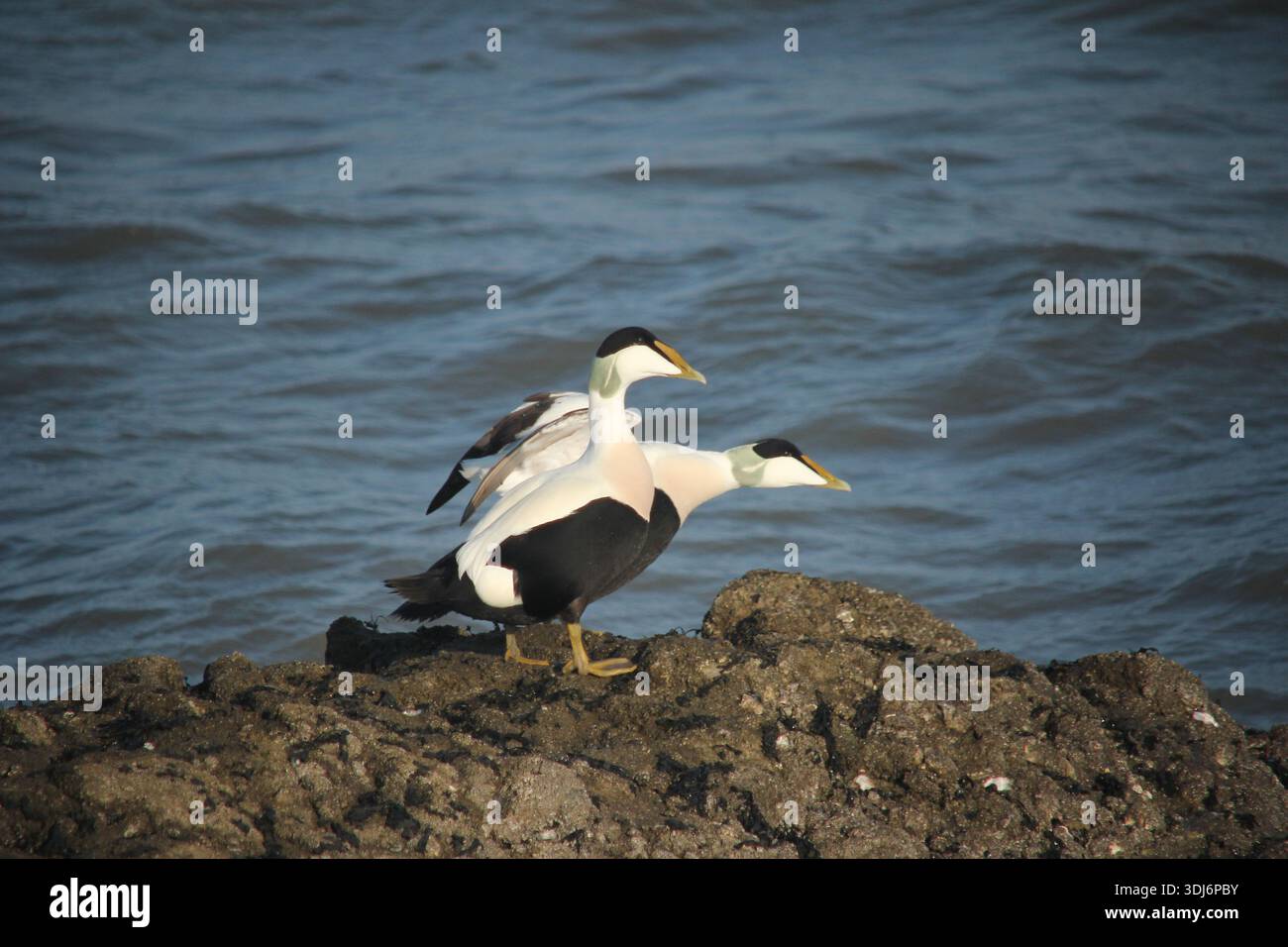 Due Eiders maschi vicino Wilhelmshaven, Germania Foto Stock