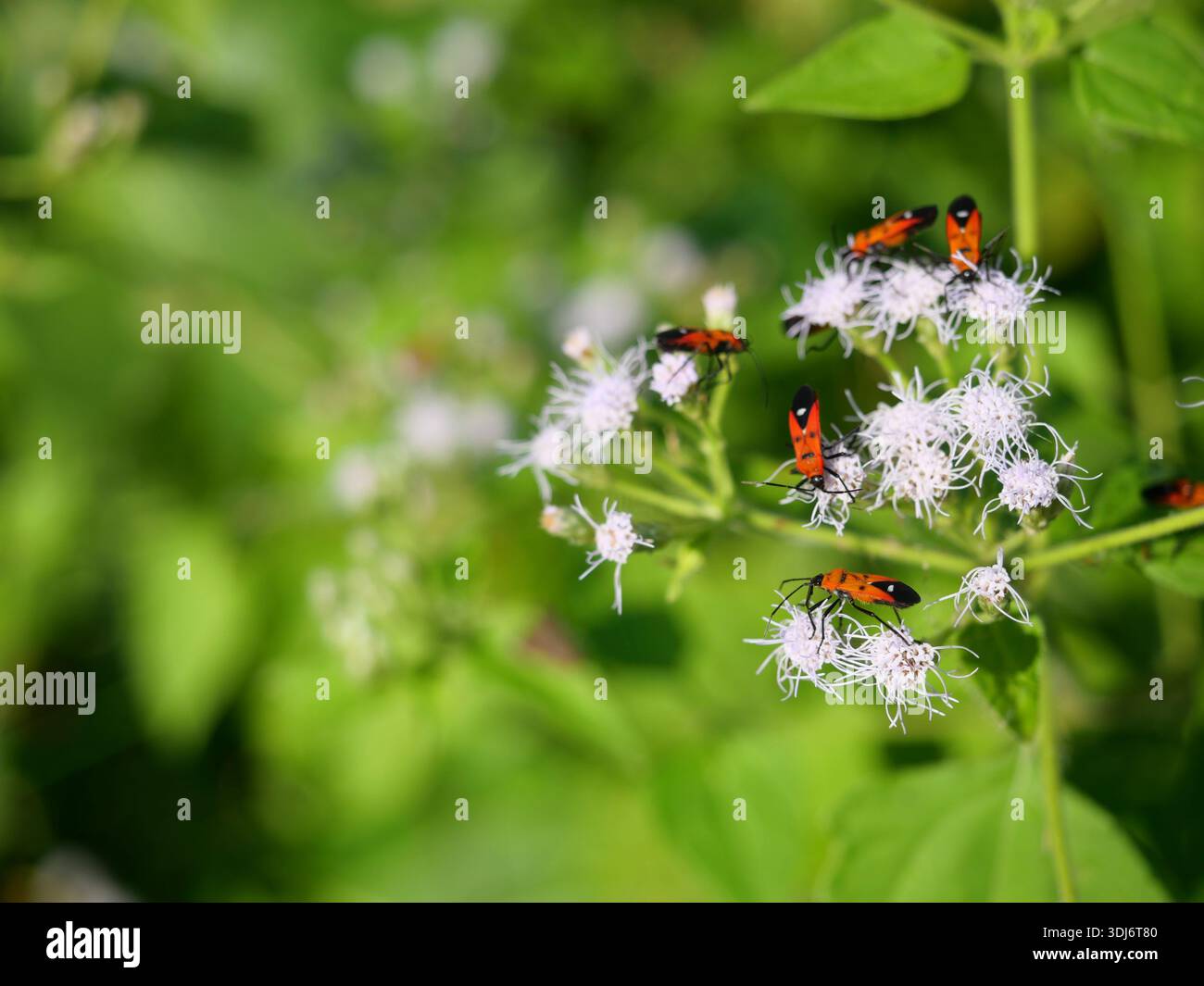 Insetto puzzolente dall'uomo che cerca il nettare su un cespuglio amaro o sulla fioritura di erbacce Siam sul campo con sfondo verde naturale, d, insetto rosso con strisce nere Foto Stock