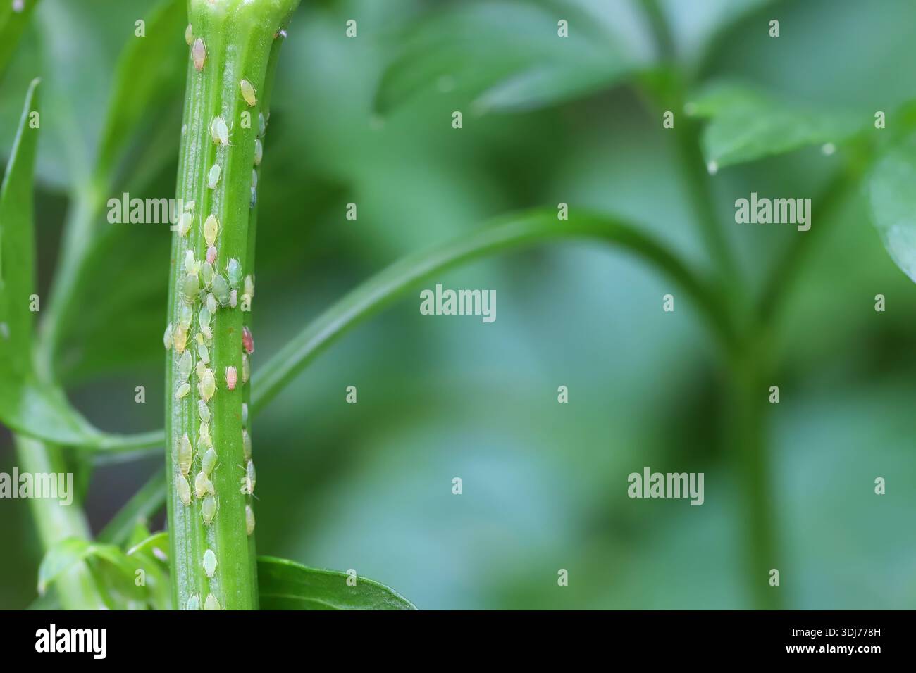 Afidi verdi e senza ali sulle erbe coltivate in giardino. Foto Stock