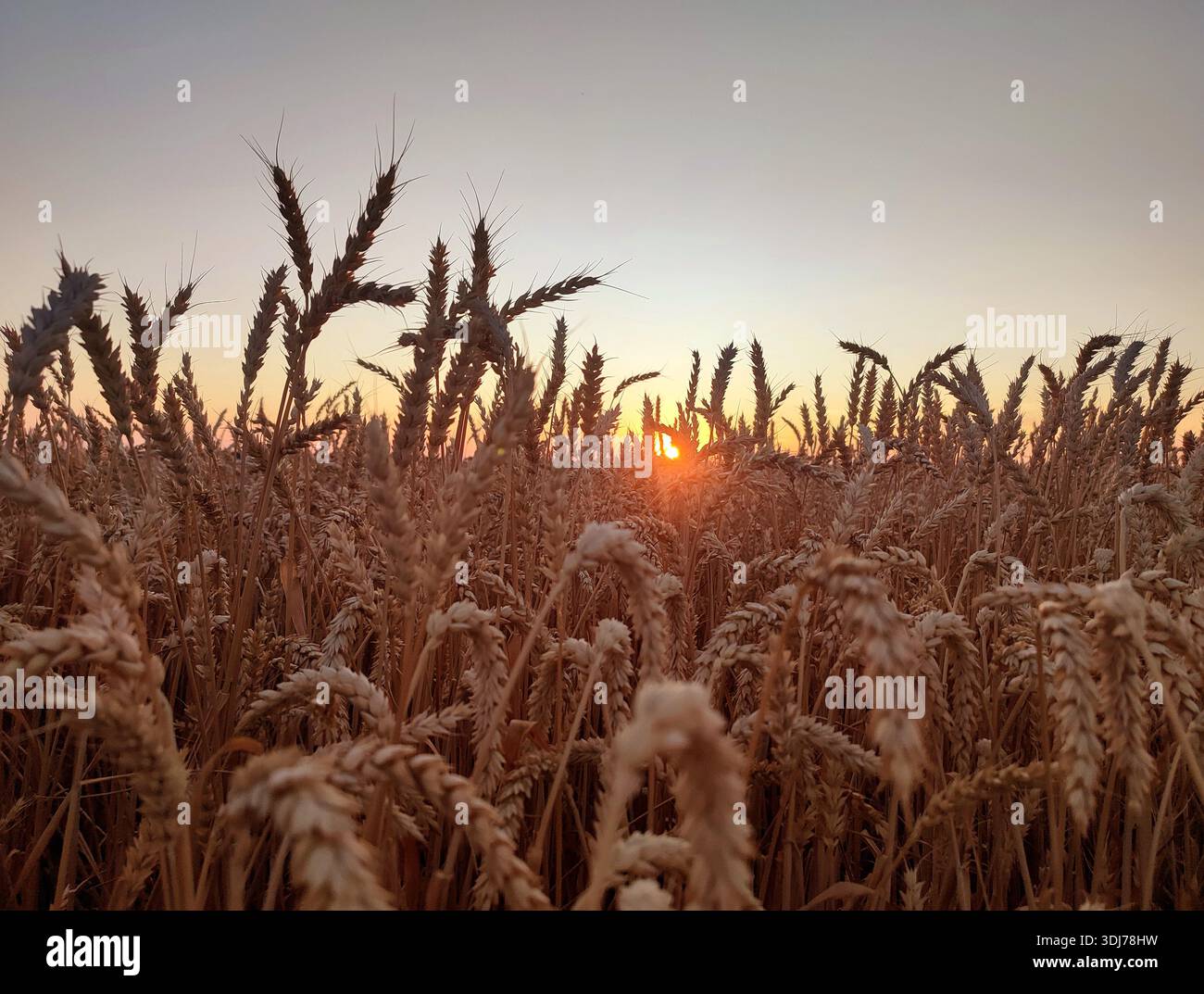 Silhouette di orecchie di grano contro il cielo all'alba del tramonto. Picchi di grano maturo da vicino. Alba al tramonto nel campo di grano. L'alba tramonta sopra il campo di orecchie di grano che crescono in estate. Paesaggio agricolo Foto Stock