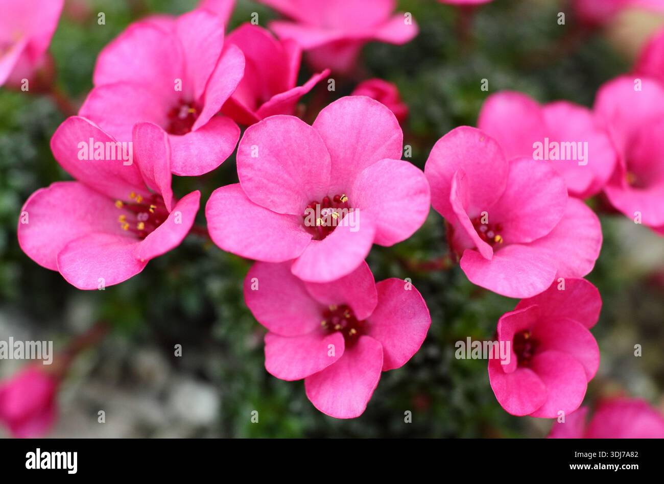 Saxifrage Pink Parade, gruppi di fiori rosa brillanti all'inizio della primavera, coltivati sotto vetro. REGNO UNITO Foto Stock
