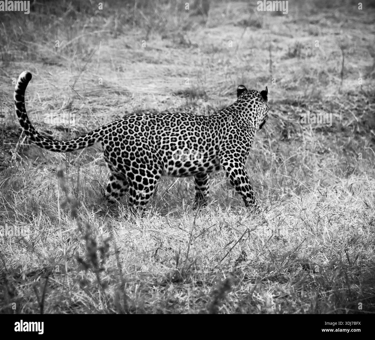 Leopardo selvatico che si aggira attraverso la savana africana, alla ricerca di prede tra l'erba alta e la vibrante natura selvaggia Foto Stock