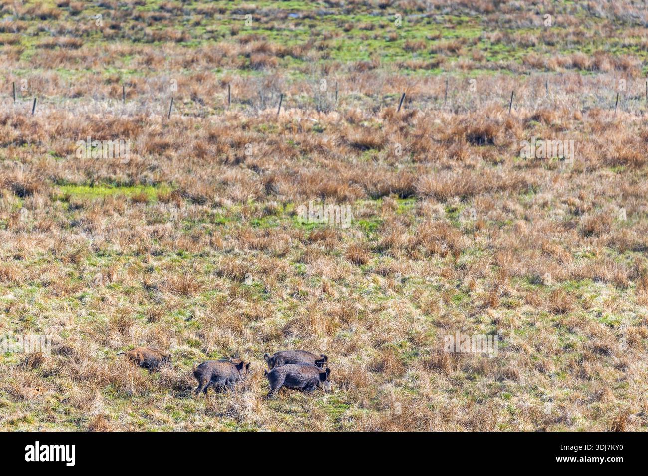 Gregge con maiali selvatici che corrono su una fossa erbosa Foto Stock