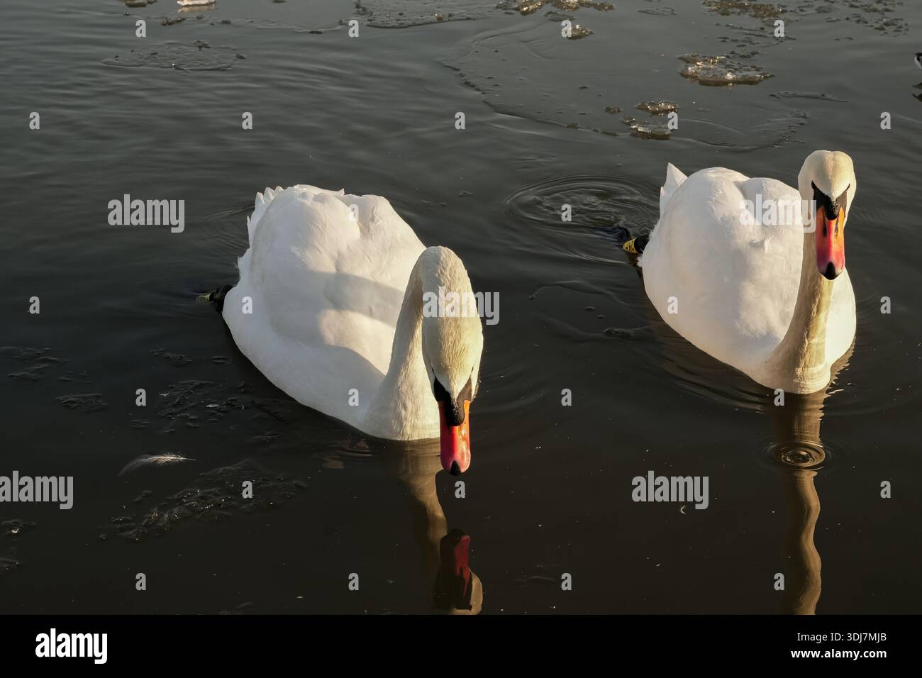 Un paio di cigni sul fiume Vistola a Cracovia in inverno, in Polonia Foto Stock
