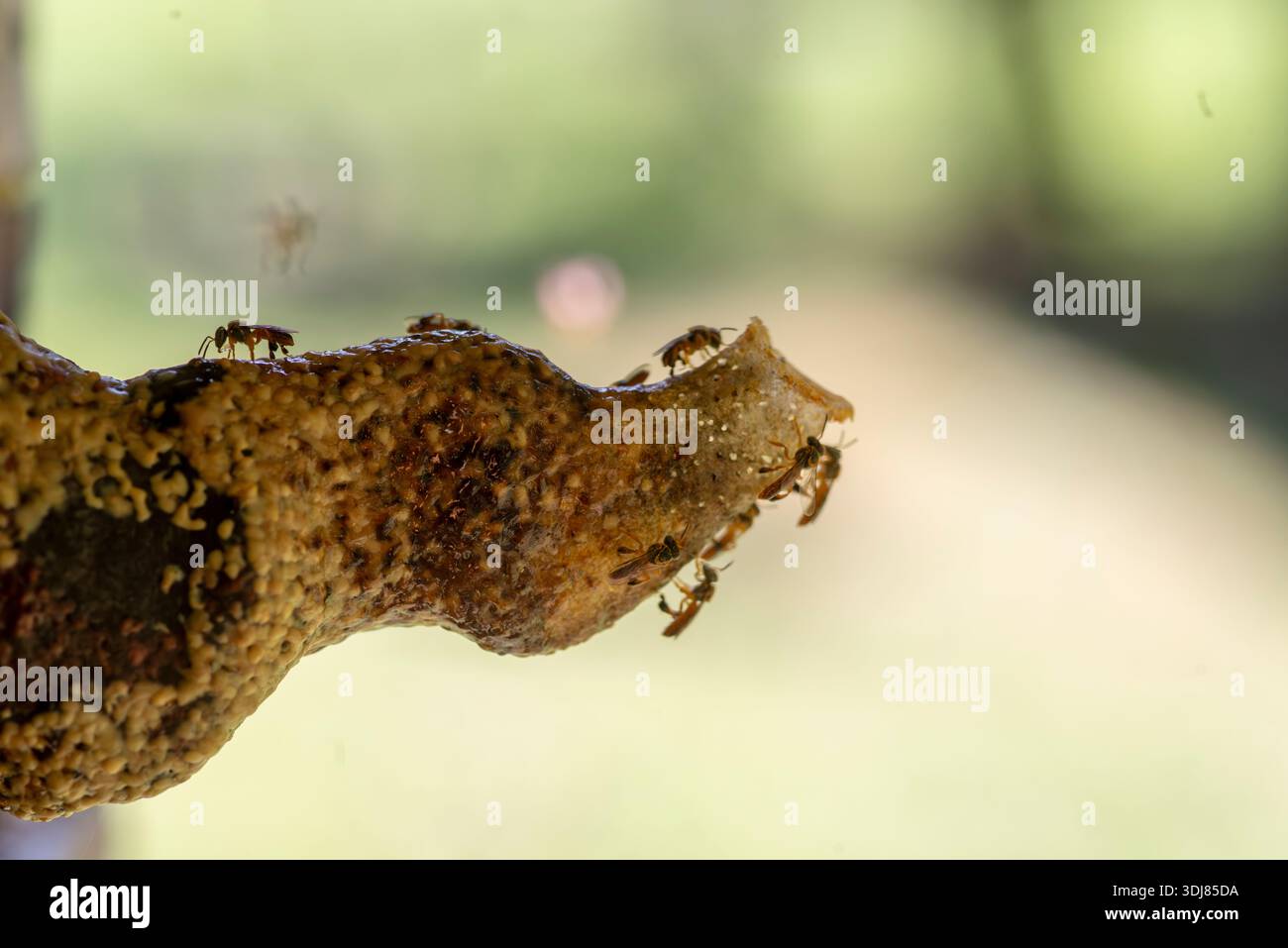 Api Melipona (Tetragonisca angustula) all'ingresso del loro alveare Foto Stock
