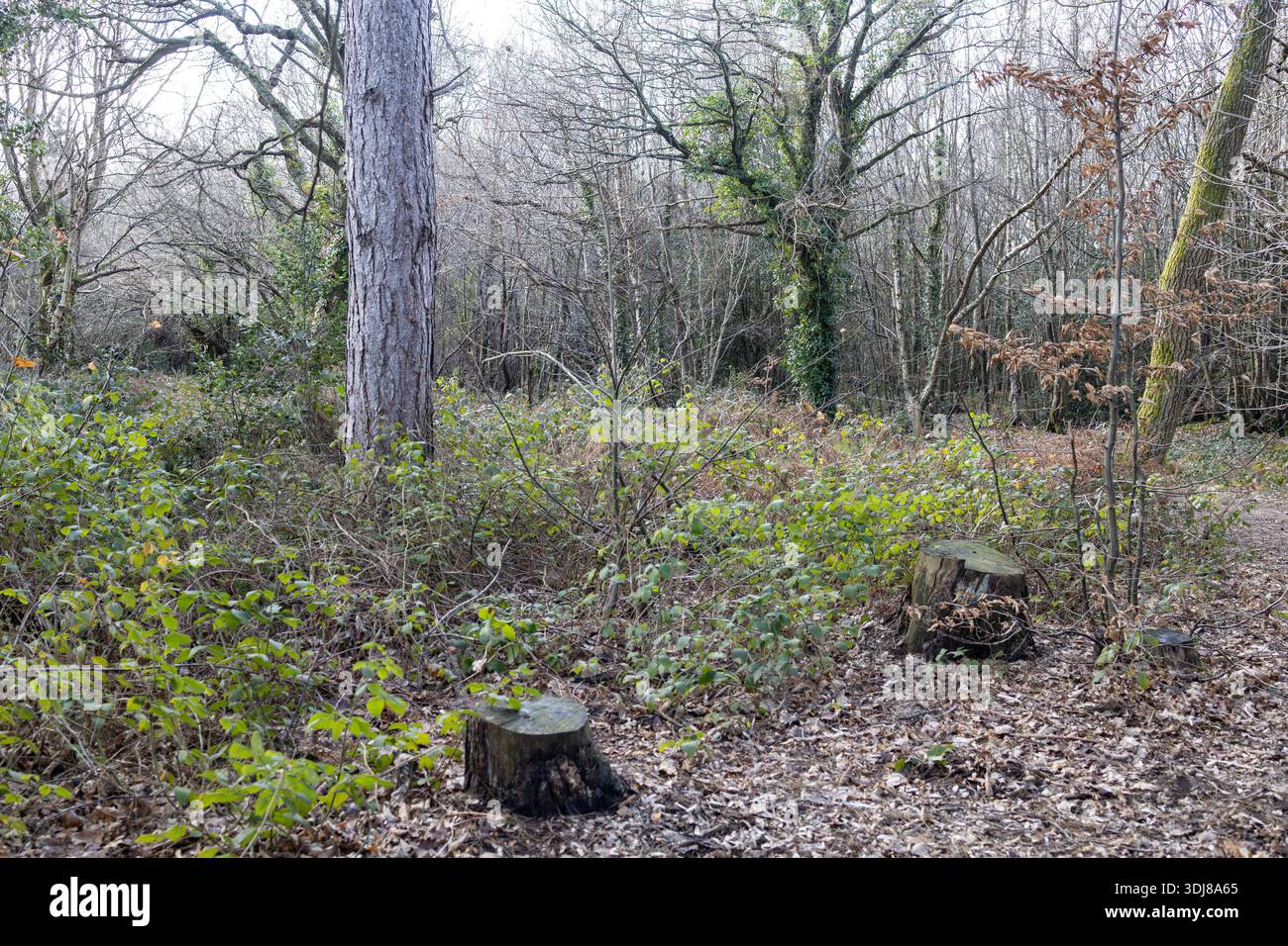 Sussex Woodland Scene in inverno Foto Stock