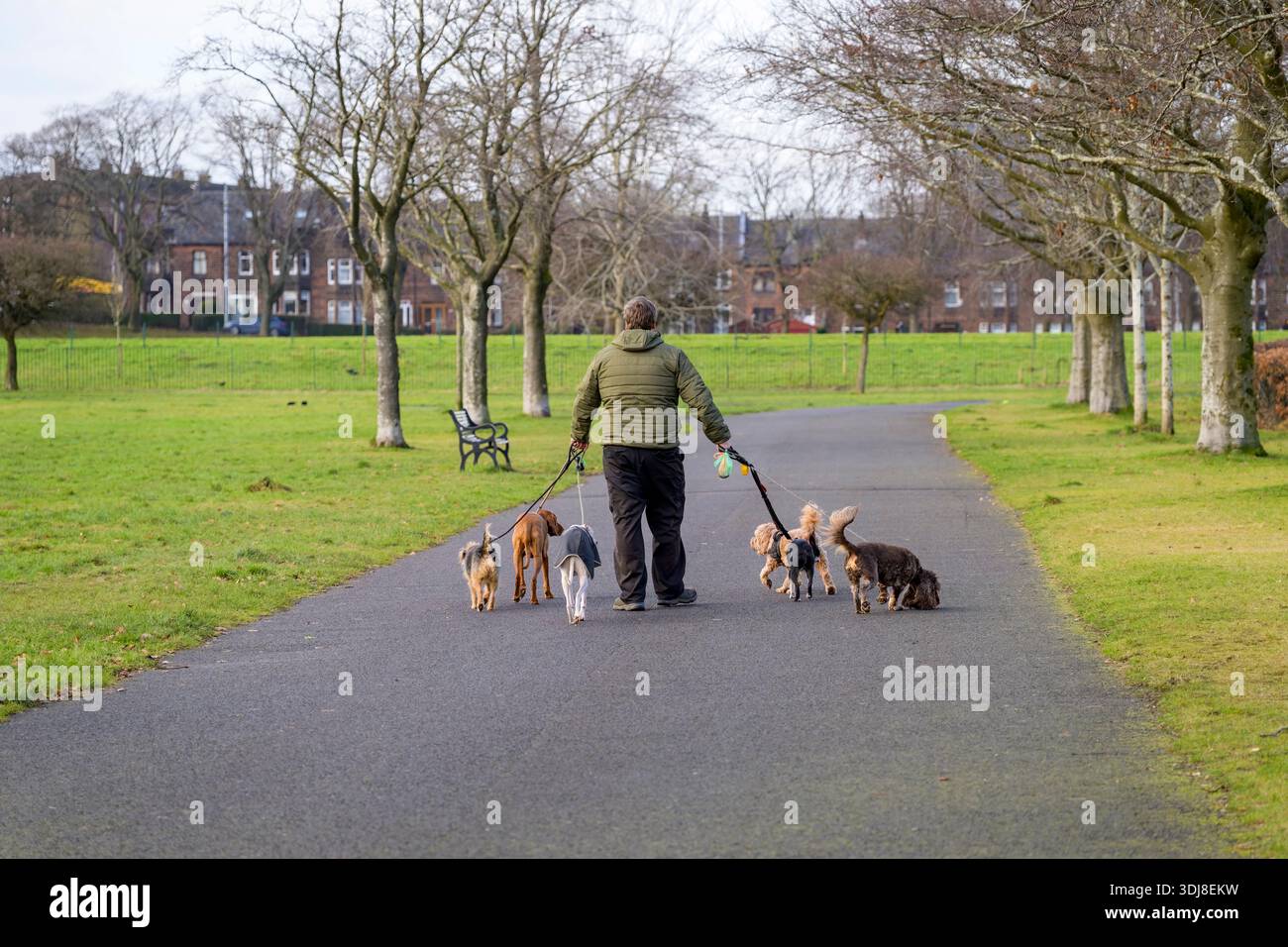Un uomo che cammina con più cani al guinzaglio in un parco pubblico, Regno Unito Foto Stock