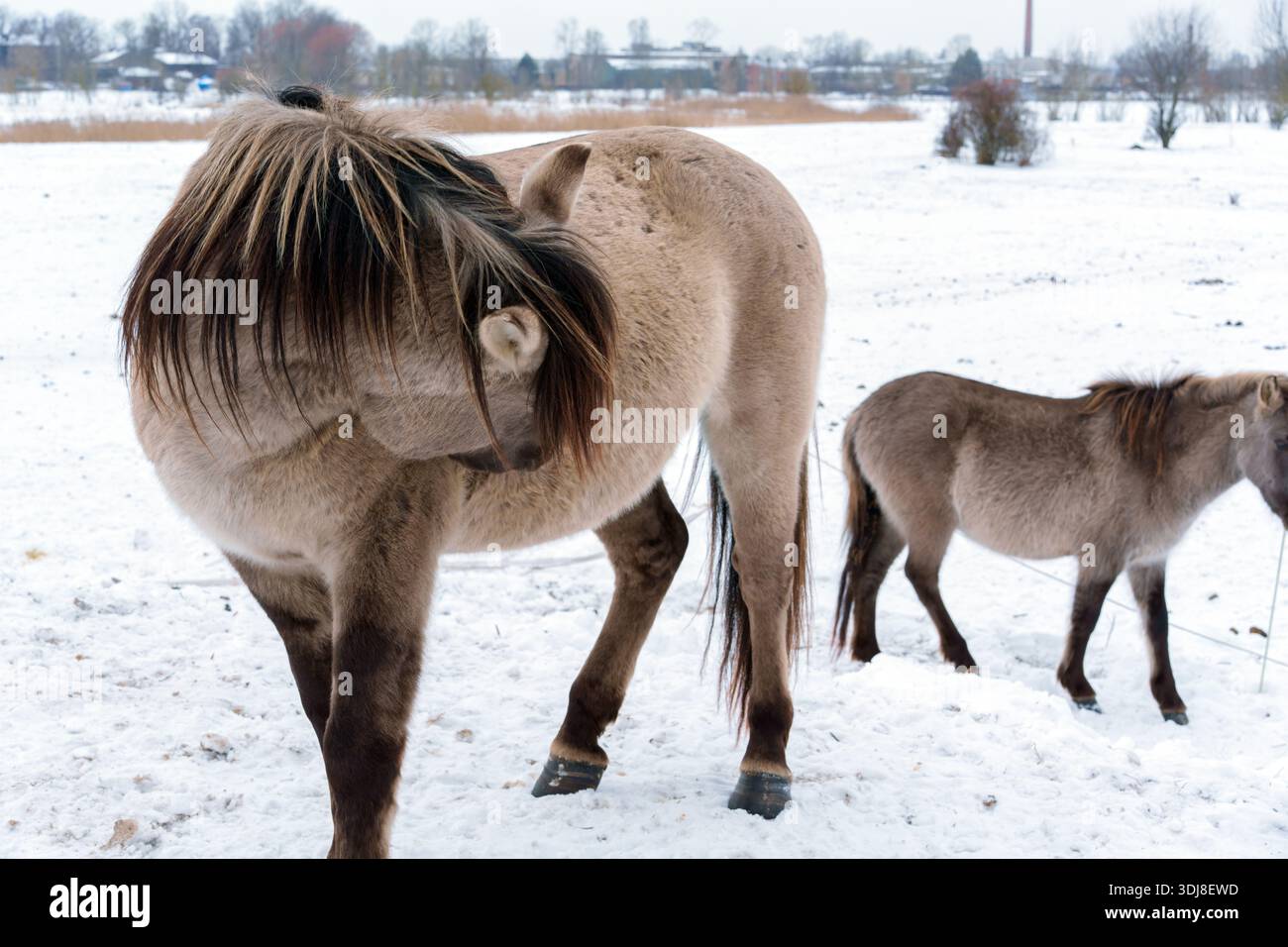 I cavalli selvatici Konik riposano e pascolano in un campo invernale innevato vicino alla città Foto Stock