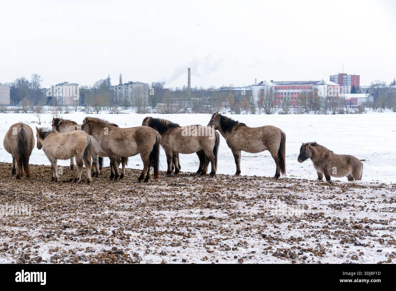 Scena tranquilla con Konik Ponies che pascolano tranquillamente sui campi innevati Foto Stock