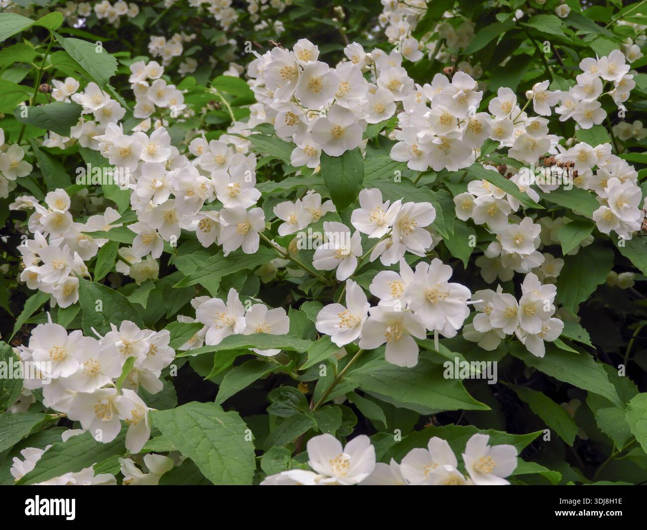 Fioritura profusione del Filadelfo (arancio finto) con fiori bianchi disposti in lunghi racemi. Famoso arbusto ornamentale da giardino apprezzato per l'esposizione primaverile Foto Stock