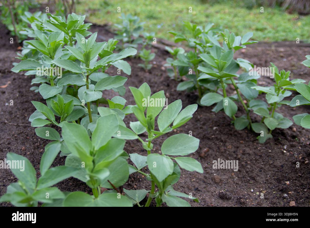 Giovani piantine di vicia faba, note anche come fagioli di fava, fagioli larghi, o fava, che crescono in file in un orto biologico, simboleggiano lo sperma precoce Foto Stock