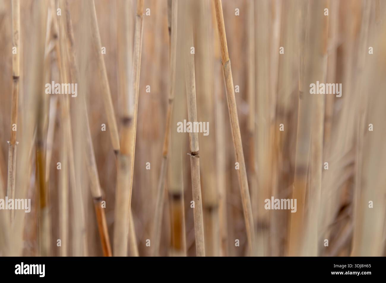 Sfondo naturale atmosferico di canne gialle asciutte con messa a fuoco selettiva. Calma in autunno e inverno, sfumature terrose e texture organiche ideali per il mare Foto Stock