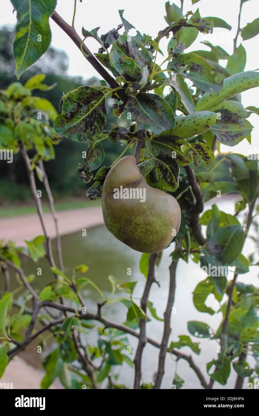 Un albero di pera affetto da una malattia fungina come lo scabro o la moniliosi. Macchie scure su foglie e frutta indicano problemi con la salute dell'albero. Foto Stock