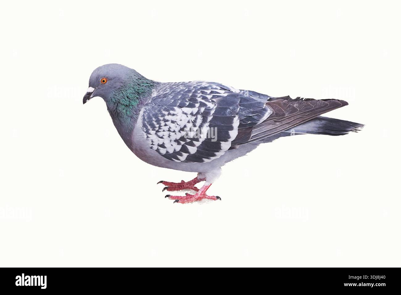 Uccello piccione isolato su sfondo bianco. Famiglia Columbidae Foto Stock