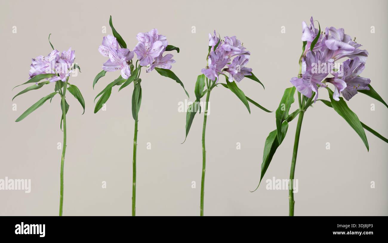 Fiori di alstroemeria viola con steli verdi che fioriscono su uno sfondo chiaro minimale Foto Stock