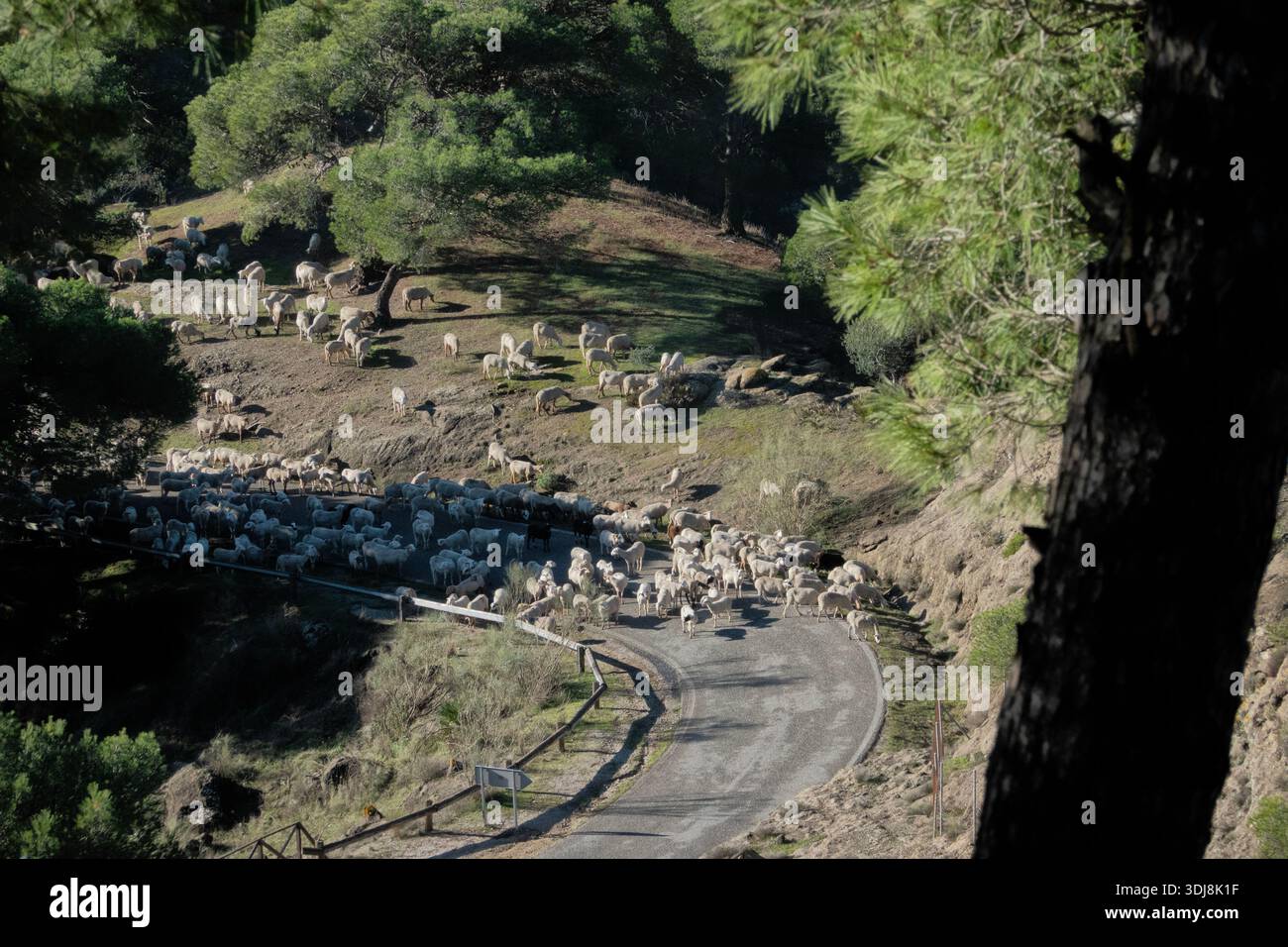 Pecore sulla strada vicino a Bobastro, Andalusia, Spagna Foto Stock