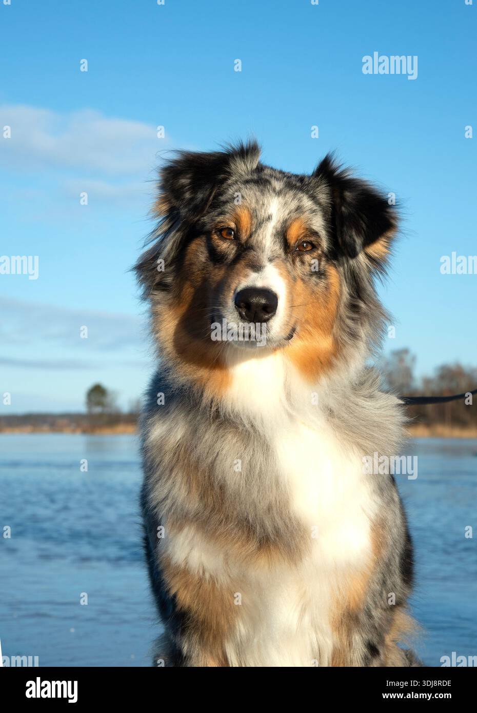 Aussie Foto Stock