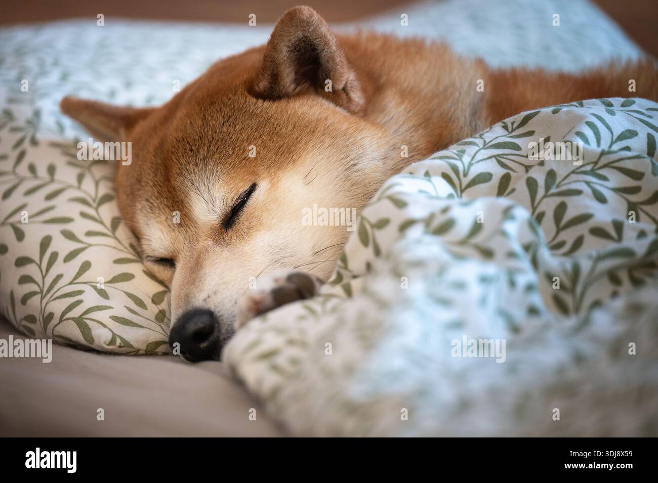 Tranquillo cane Shiba Inu che dorme sul cuscino sotto il piumone con motivo a foglia Foto Stock