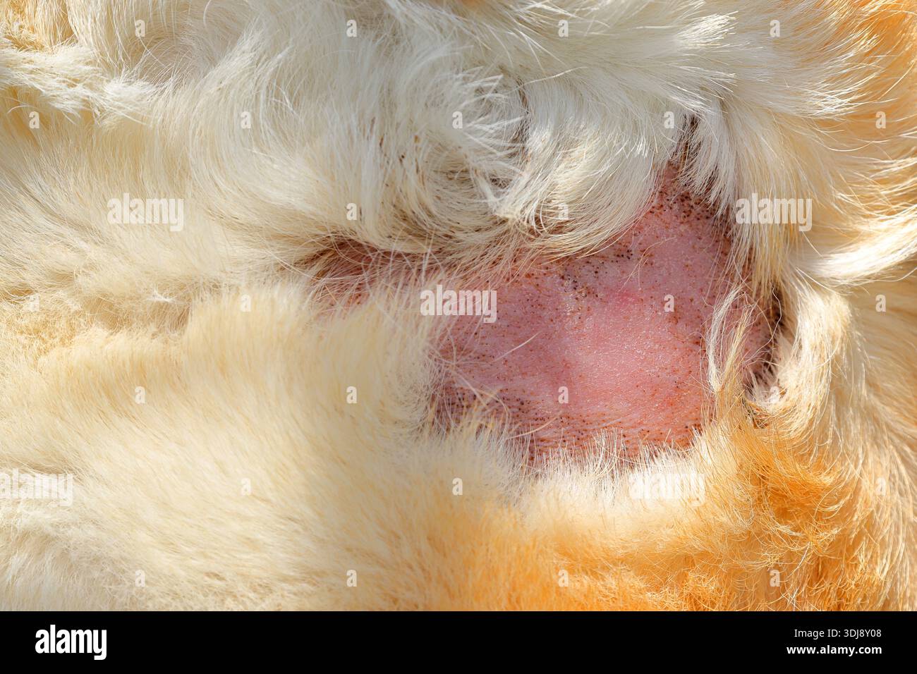 Cane Golden labrador con punto calvo nella pelliccia. Vecchia lesione che è guarita. Foto Stock