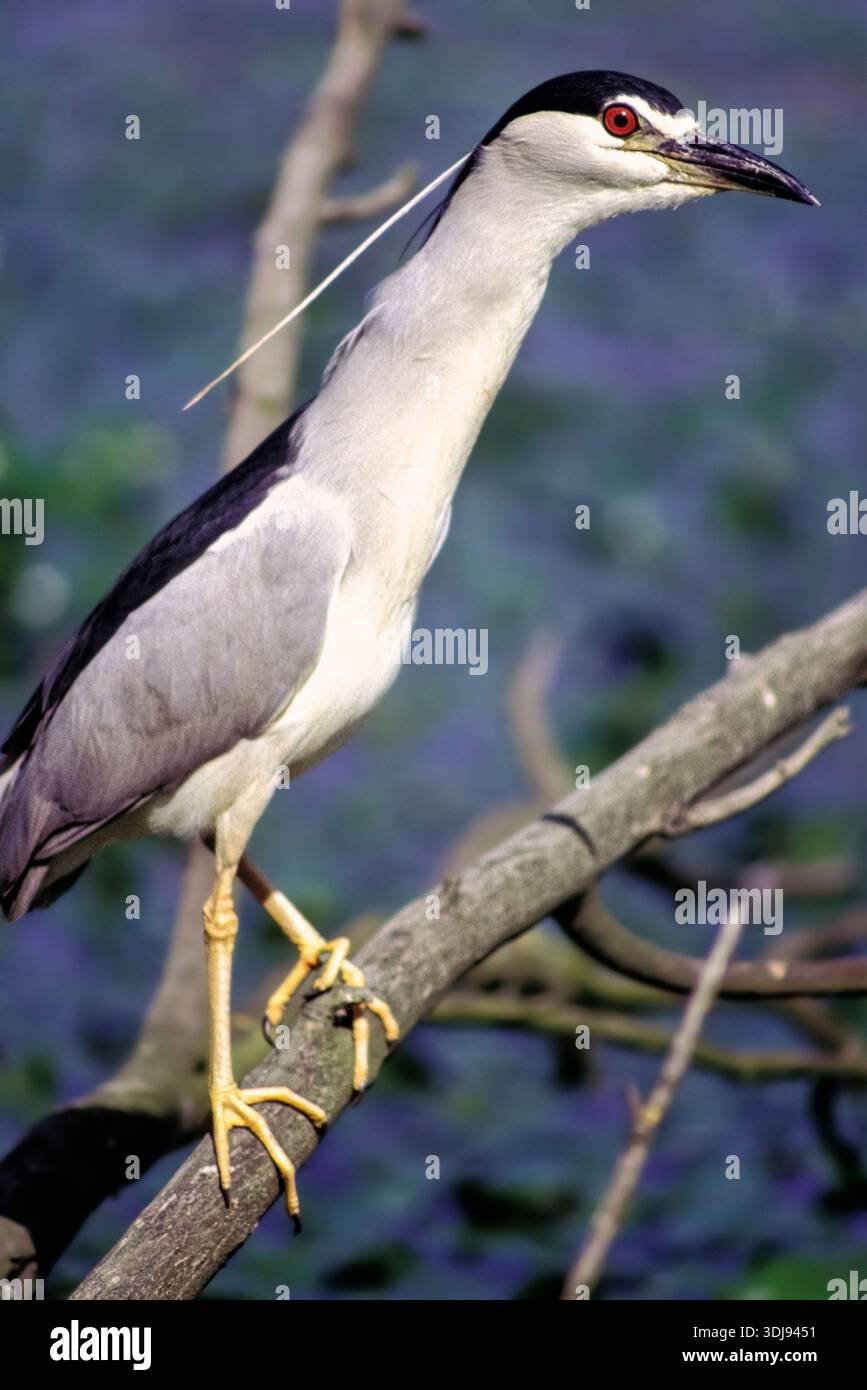 Night Heron con corona nera - Nycticorax nycticorax Foto Stock