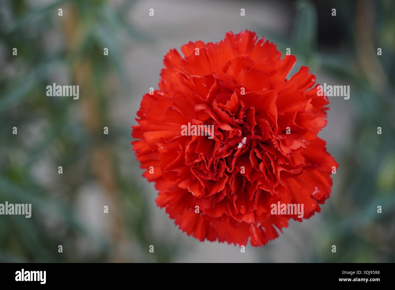 Un bel garofano rosso, ad Atene, in Grecia Foto Stock