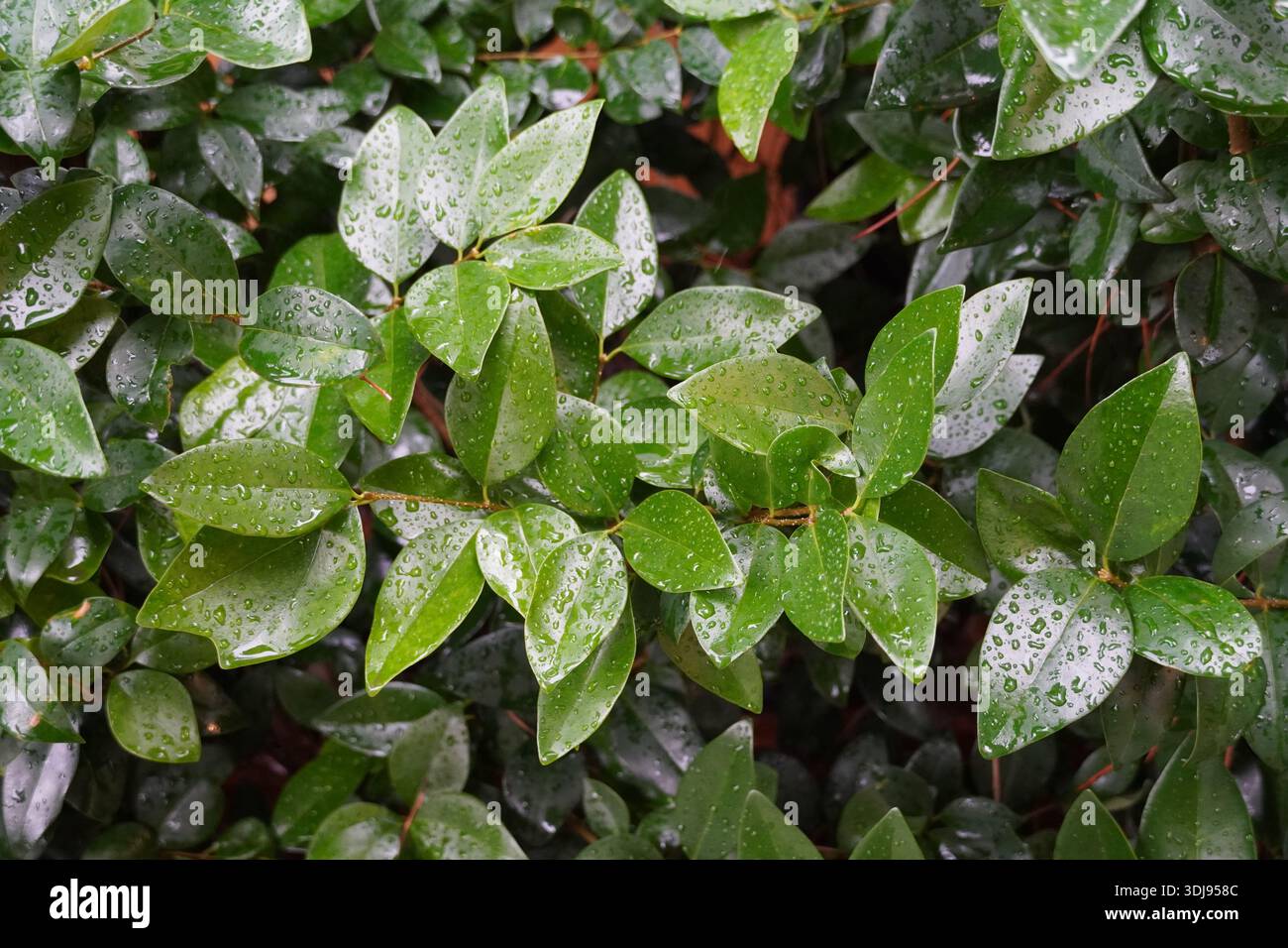 Il privet a foglia di cera, o Ligustrum japonicum, pianta foglie, dopo la pioggia, in un giardino ad Atene, in Grecia Foto Stock
