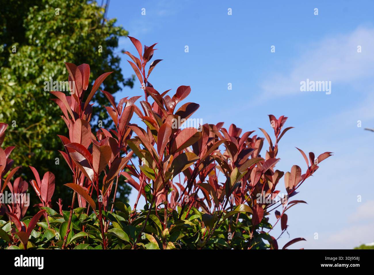 Foglie rosse di un arbusto rosso di photinia fraseri robin contro un cielo blu Foto Stock