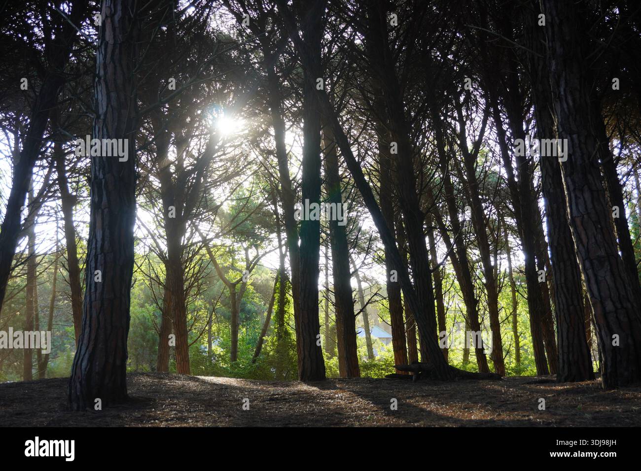 La luce del sole che scorre attraverso una fitta tettoia di pini in una foresta al tramonto, creando un'incredibile luce delle lenti e lunghe ombre sul pavimento del bosco. Foto Stock