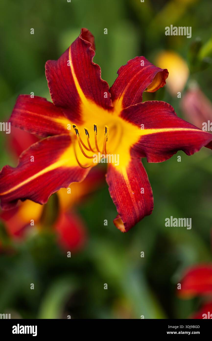 Un ragno rubino (genere Hemerocallis) che cresce in un giardino. Foto Stock