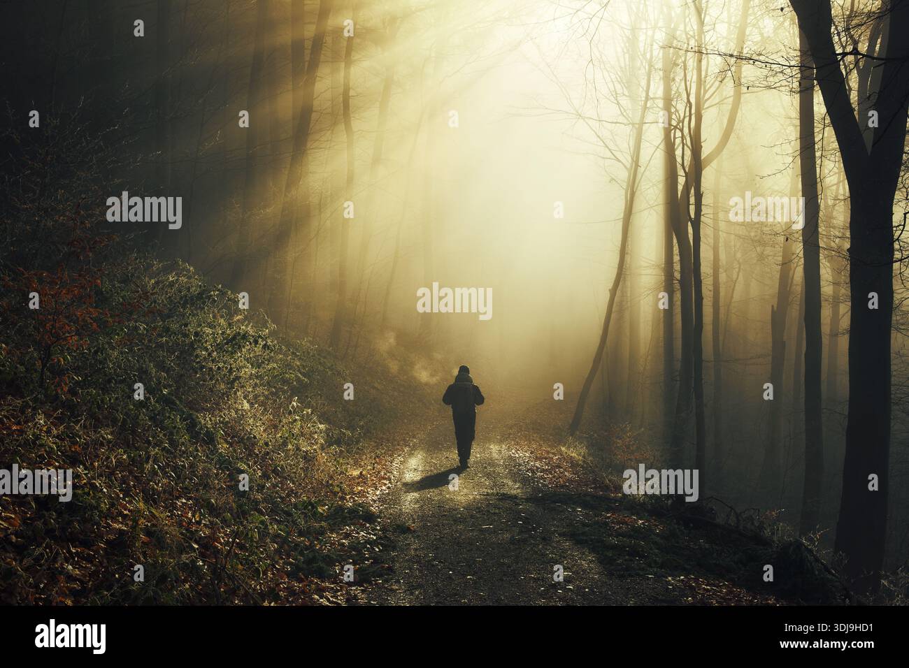 Cammina in una foresta magica e nebbiosa con fasci di luce del sole dorata che cadono attraverso le sagome di tronchi d'albero con ombre spettacolari Foto Stock