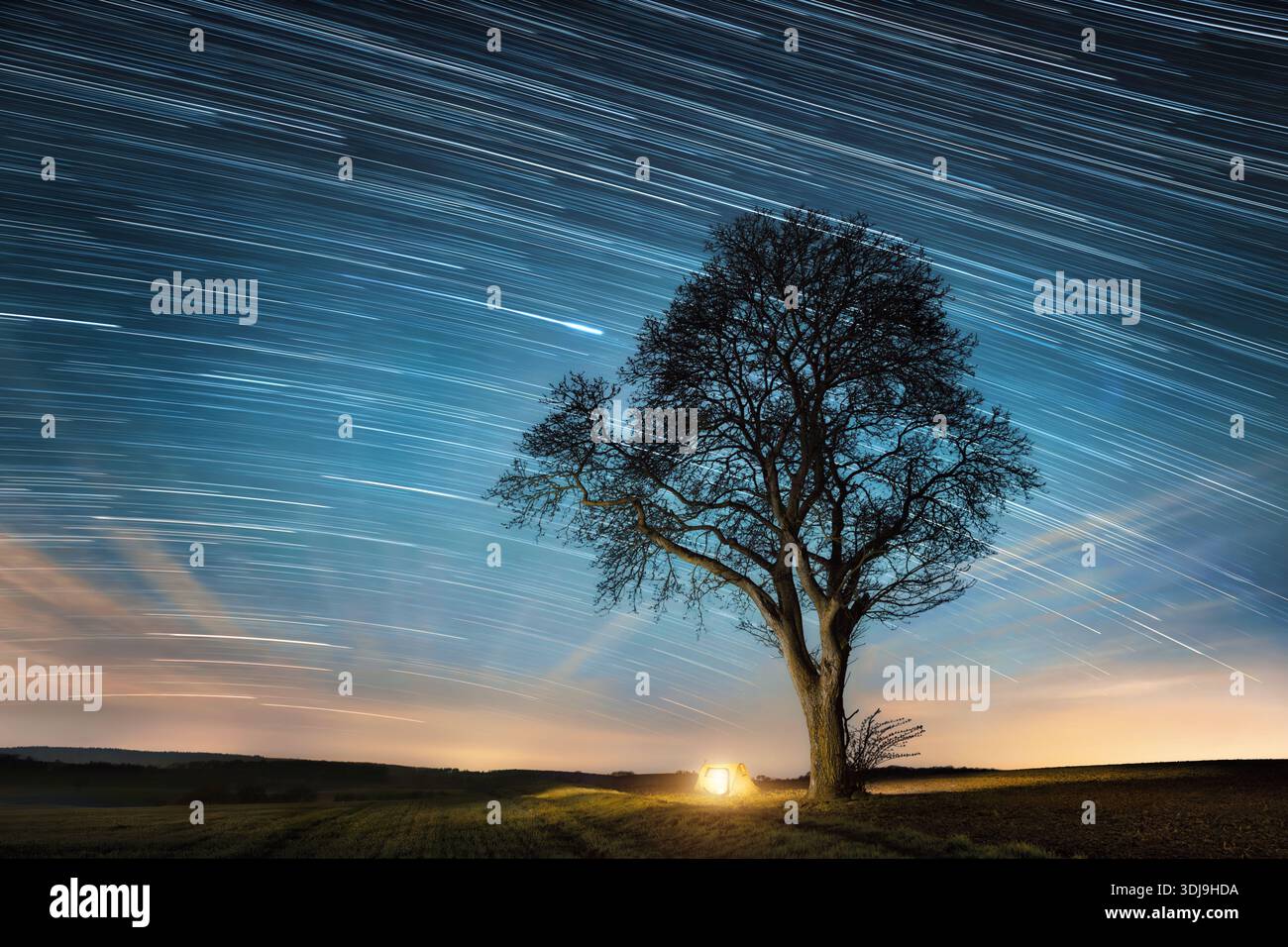 Cielo notturno blu con percorsi stellari su un albero solitario e una tenda da campeggio illuminata sul campo Foto Stock