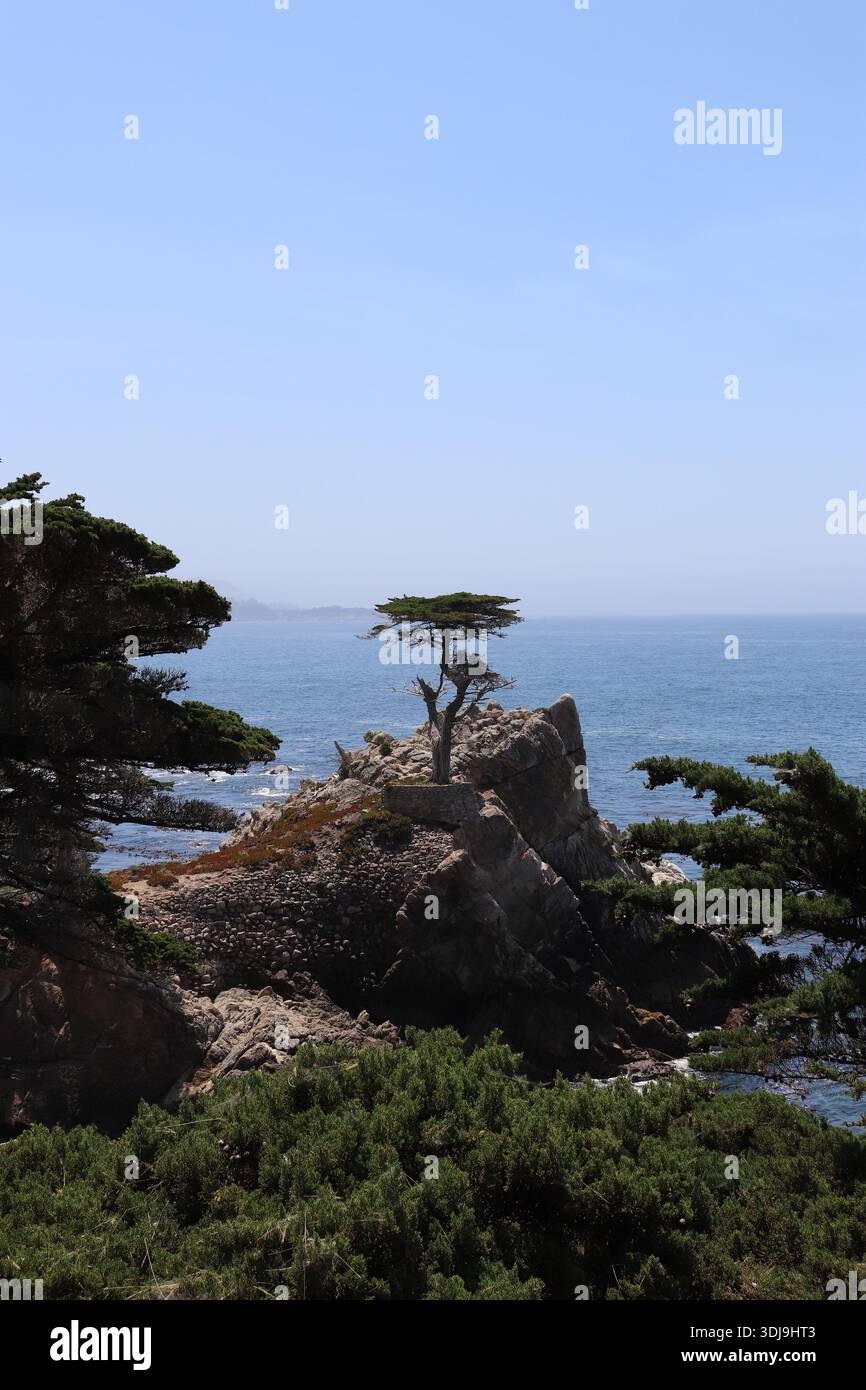 Lone Cypress vicino a 17-Mile Drive a Pebble Beach, California, Stati Uniti d'America Foto Stock