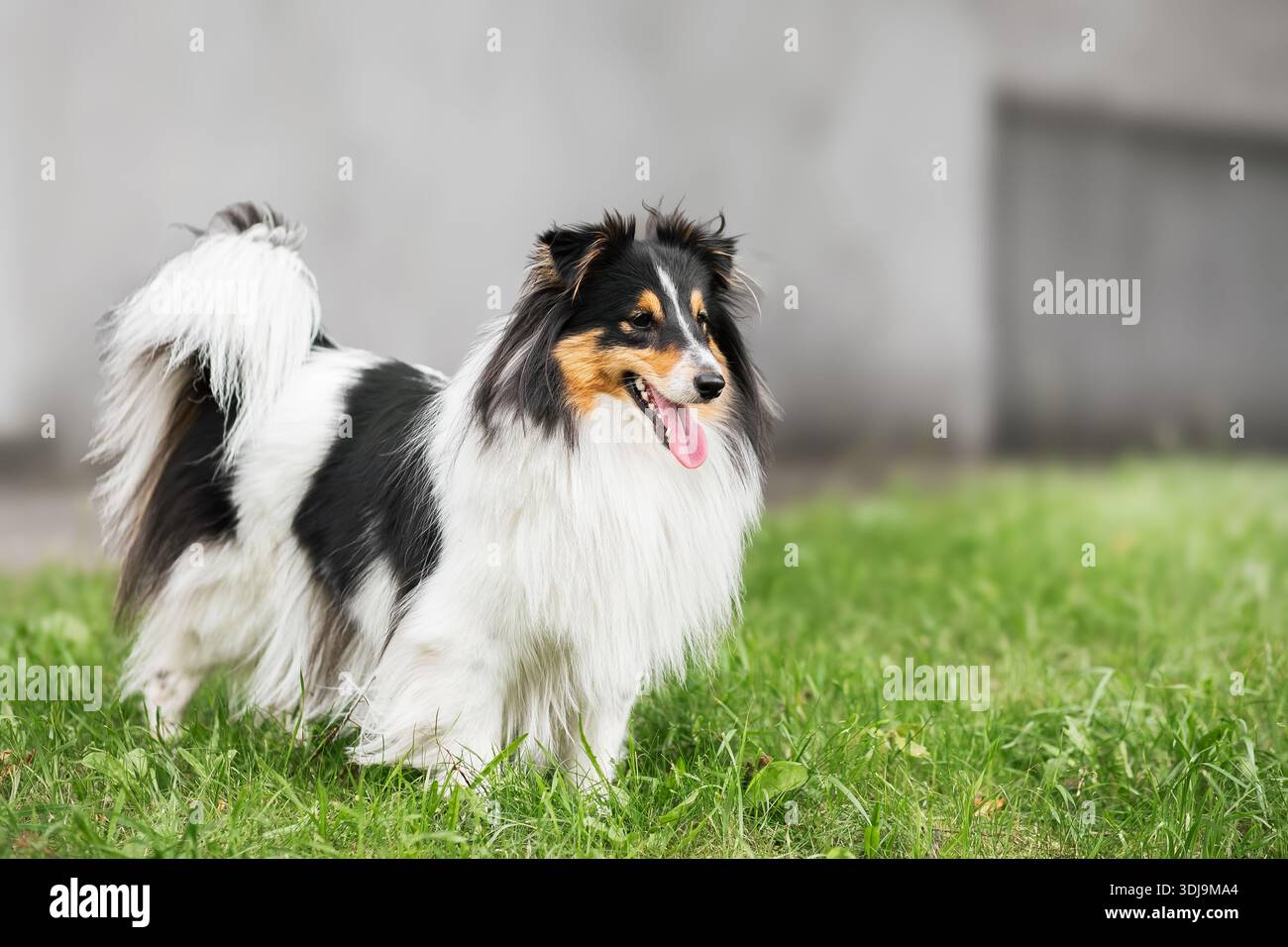 Primo piano ritratto di Shetland Sheepdog (Sheltie dog) City Adventures con un giocoso Canine Companion, copia spase per testo Foto Stock