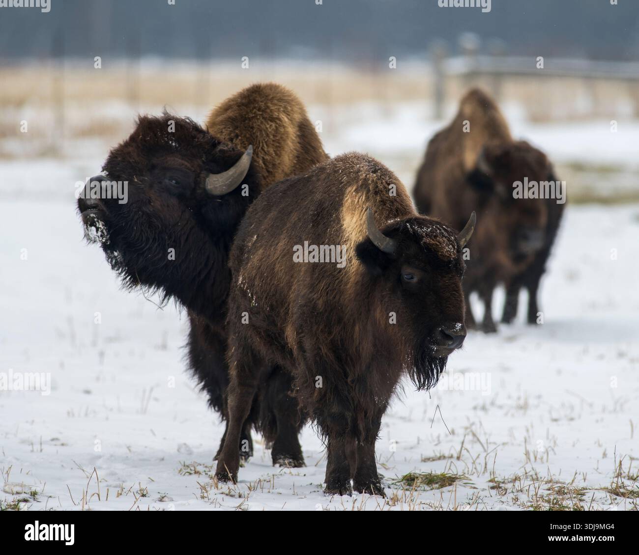 Bisonti americani in un campo innevato durante l'inverno, i loro spessi cappotti spolverati di ghiaccio in un tranquillo paesaggio di prateria. Foto Stock