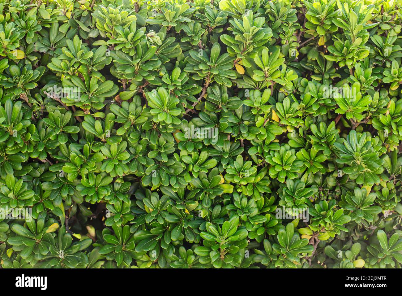 Vista ravvicinata di una lussureggiante siepe verde con foglie vivaci e lucide. Il fogliame denso crea una texture naturale ricca, sfondi perfetti o eco-tema Foto Stock