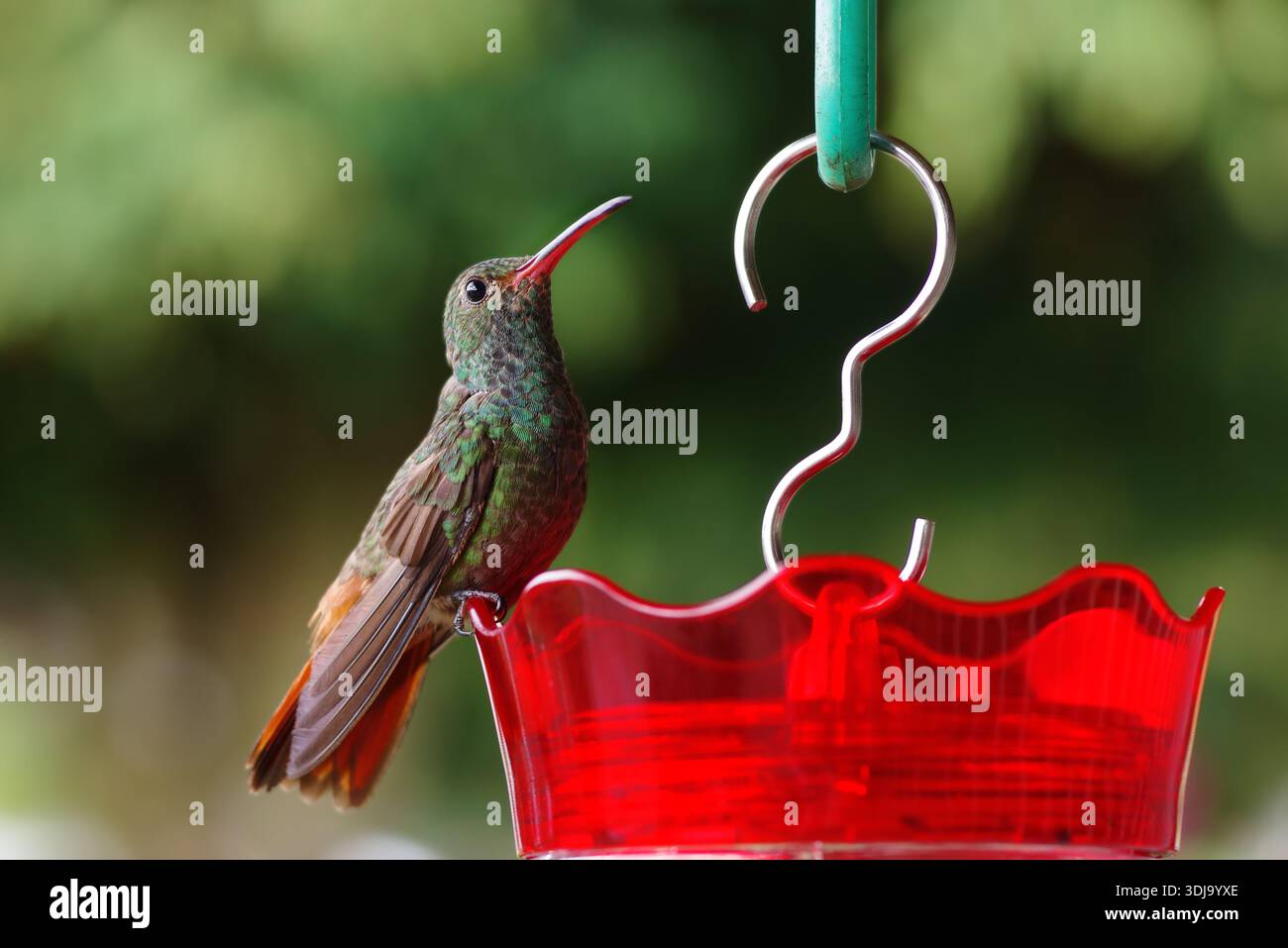 Colibrì verde appollaiato sull'alimentatore. Foto Stock
