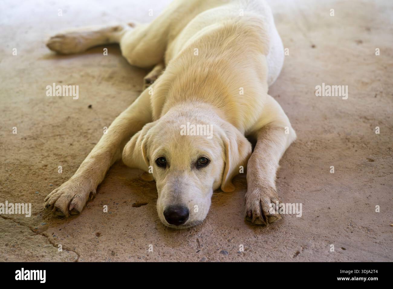 Cucciolo di 5 mesi, Labrador e PPSP. Foto Stock