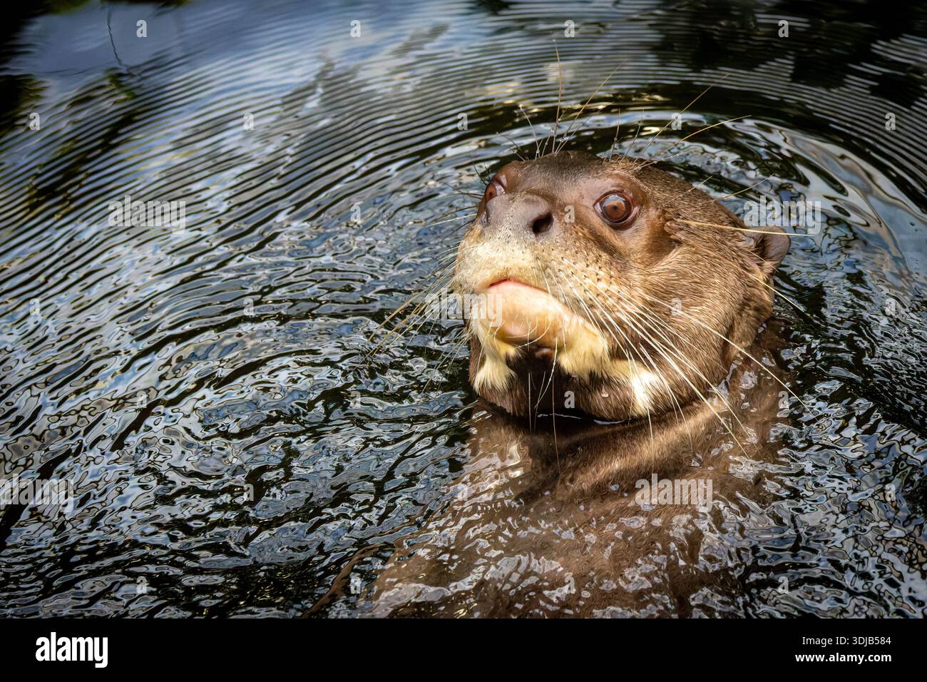 Ritratto di una lontra gigante (Pteronura brasiliensis) nell'acqua di un ambiente zoologico. L'attenzione è rivolta al volto e alle caratteristiche peculiari di questo Foto Stock