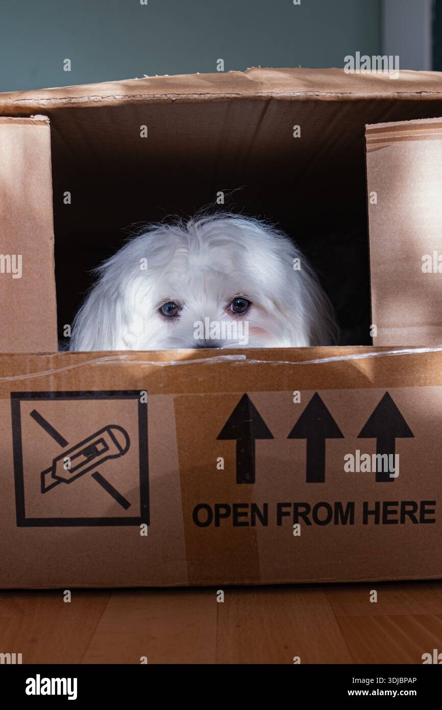 Autentico momento sincero di un piccolo cane bianco in una scatola in movimento. Mette in evidenza i concetti di trasferimento degli animali domestici, consegna, sorpresa e nuove avventure a casa per un Foto Stock