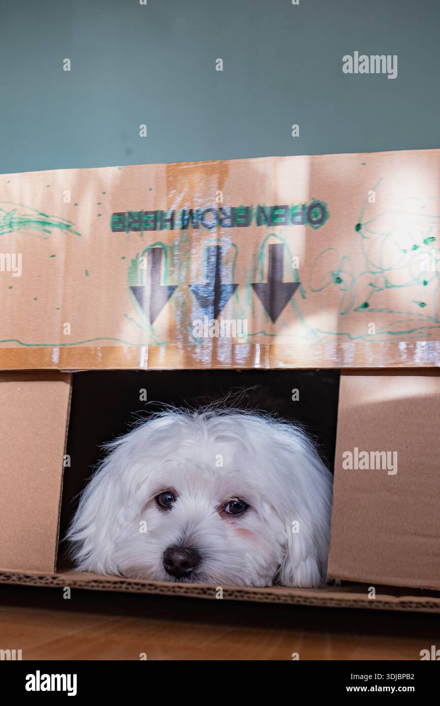 Autentico momento sincero di un piccolo cane bianco in una scatola in movimento. Mette in evidenza i concetti di trasferimento degli animali domestici, consegna, sorpresa e nuove avventure a casa per un Foto Stock