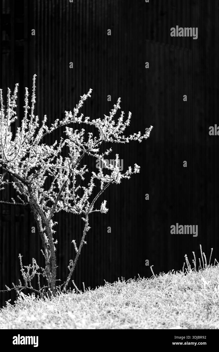 Un piccolo albero pieno di gelata di rime contro una parete di fienile di legno per da un piacevole contrasto - spazio di copia Foto Stock
