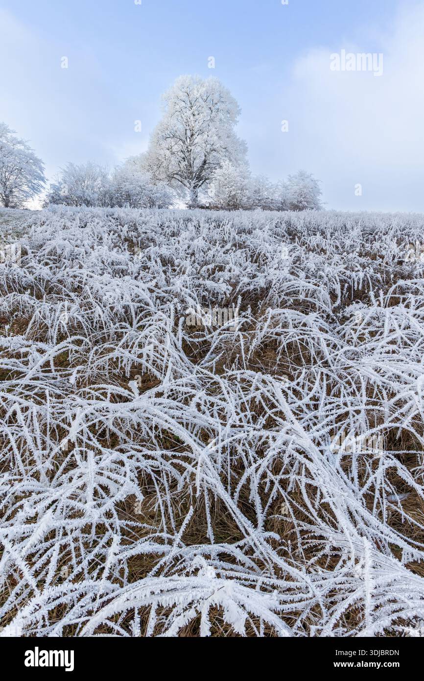 Hoarfrost su piante da campo in primo piano e alberi sullo sfondo in inverno Foto Stock