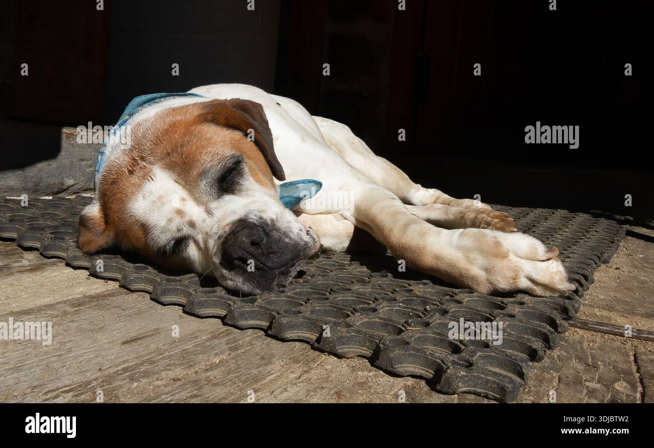 Bulldog inglese sdraiato al sole su una fattoria Foto Stock