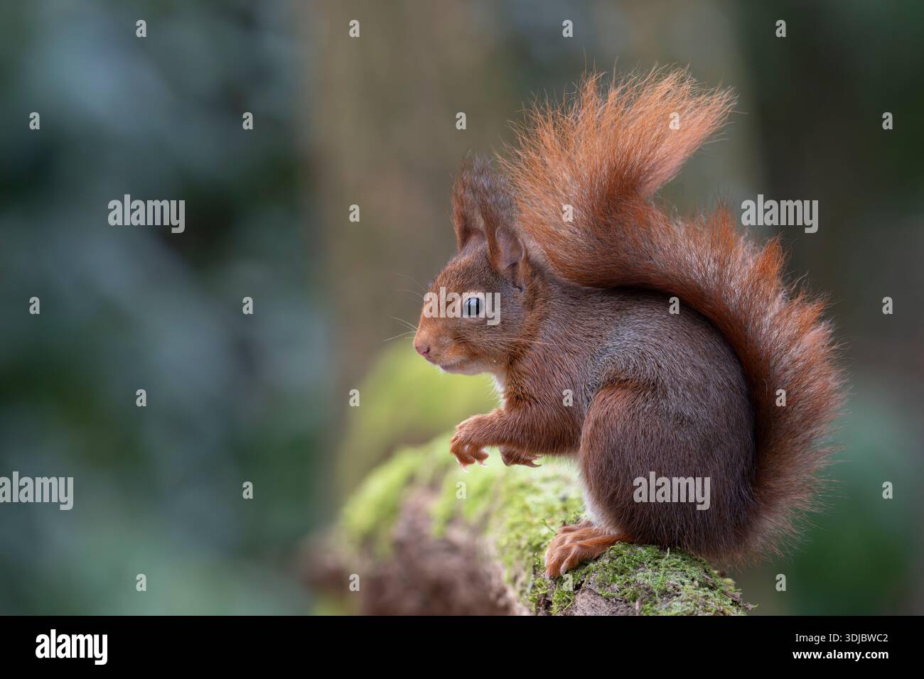 Scoiattolo rosso seduto su un ramo con la coda sulla schiena Foto Stock